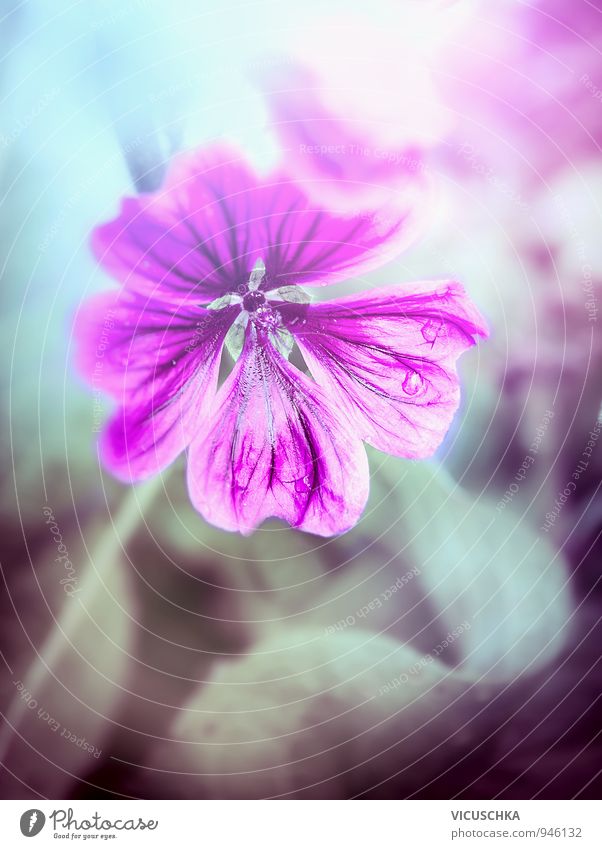 Wild mallow, flowers background Design Garden Nature Plant Flower Wild plant Park Meadow Background picture Bouquet Mallow plants Violet Light Pink Dark