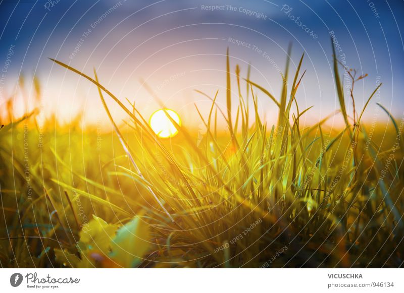 Autumn grass at sunset Design Summer Sun Environment Nature Plant Sky Cloudless sky Horizon Sunrise Sunset Sunlight Beautiful weather Grass Garden Park Meadow