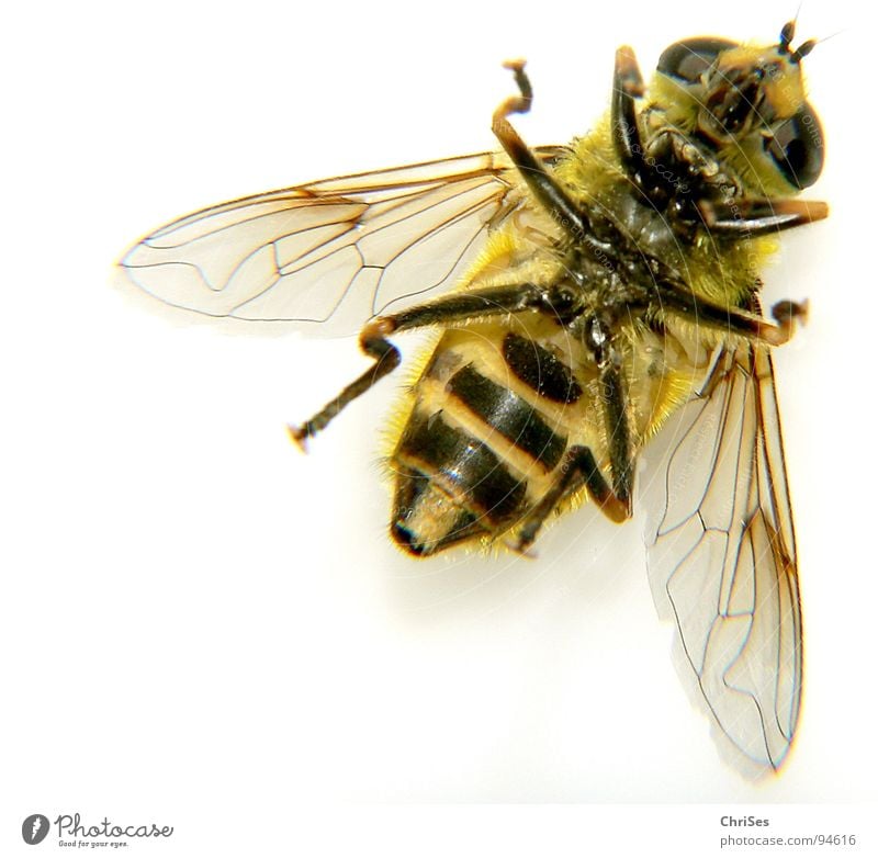 Big Hoverfly 03 Wasps Hover fly Yellow Black Insect Fingers Animal Summer Articulate animals Dipterous Fear Panic Macro (Extreme close-up) Close-up fauna spring