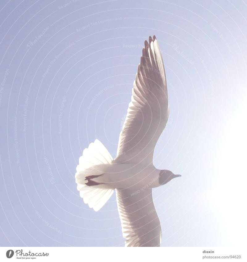 into the light Colour photo Exterior shot Deserted Copy Space left Neutral Background Day Light Light (Natural Phenomenon) Sunlight Sunbeam Back-light