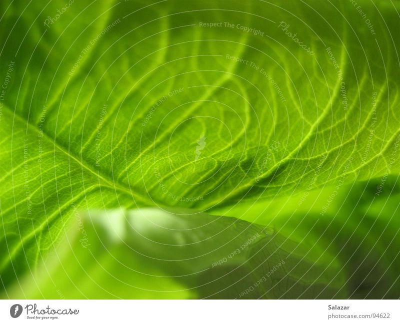 Green pulp Fresh Delicate Spring Jump Blossoming Blur Summer Force Foliage plant Multicoloured Multiple Macro (Extreme close-up) Wet Damp Leaf Near Round Nature