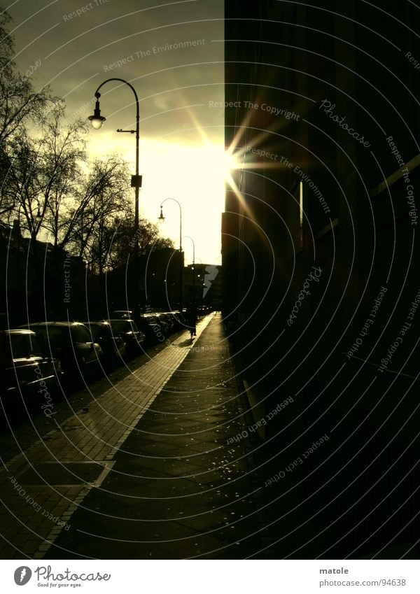 towards the sun Cycle path Traffic lane Tree Autumn Back-light Dazzle Sunset Sunbeam Glimmer Glistening Clouds Dark Twilight Closing time Home In transit