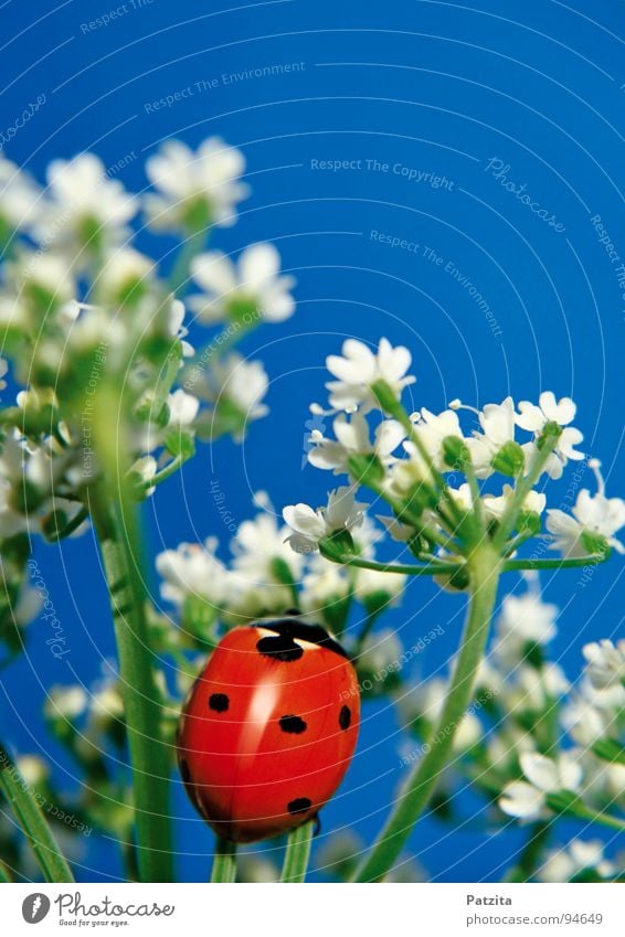 So small, so sweet, so creepy Ladybird Insect Red Summer Spring Flower White Meadow Grass Blade of grass Macro (Extreme close-up) Close-up Beetle Sky Blue