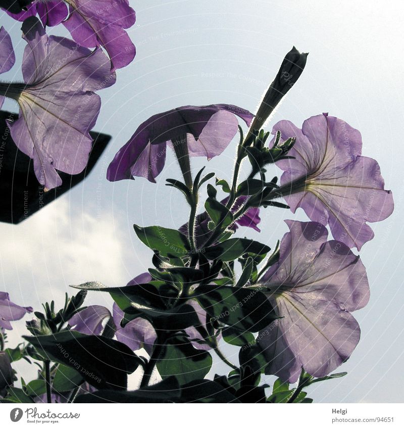 delicate blossoms Flower Blossom Petunia Violet Delicate Stalk Blossoming Closed Clouds White Transience Fresh Summer Sun Dark Light Garden Park Sky Bud