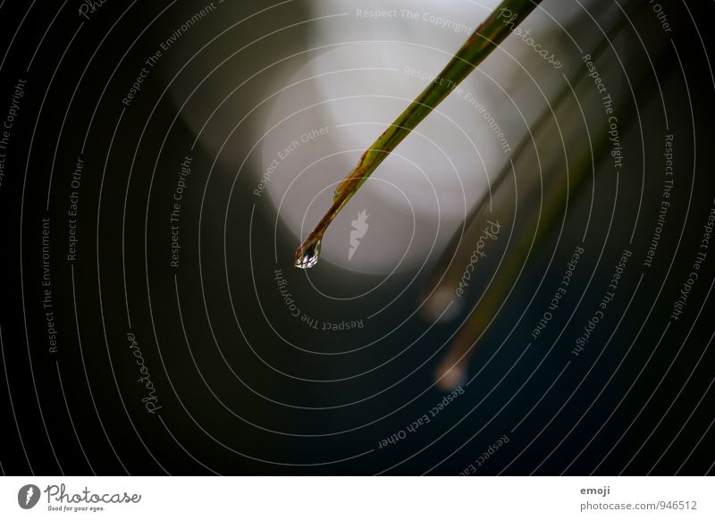 drip drop Nature Drops of water Rain Plant Bushes Foliage plant Dark Wet Natural Green Black Colour photo Exterior shot Close-up Detail Macro (Extreme close-up)