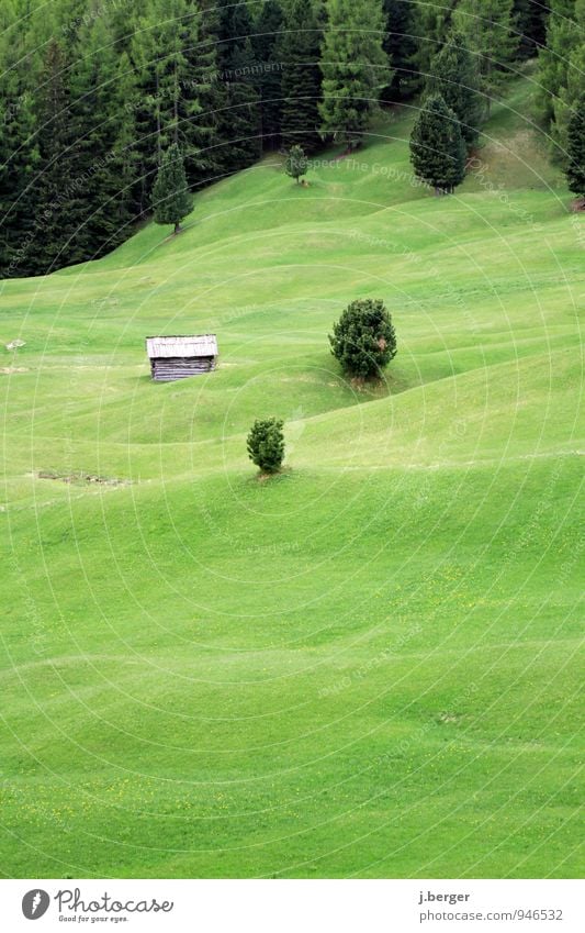 House in the green Mountain Nature Landscape Plant Summer Tree Grass Meadow Forest Hill Alps Green Alpine Pasture Coniferous forest hilly timber line