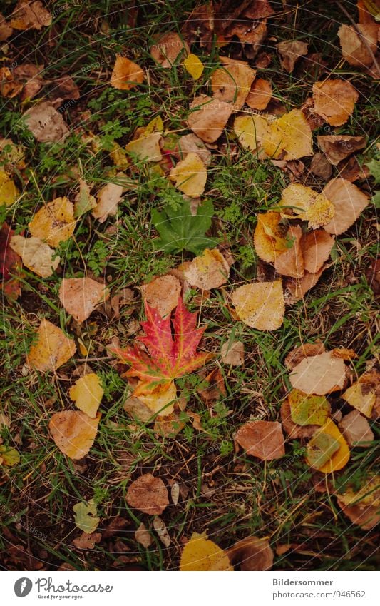 autumn foliage Nature Plant Autumn Weather Leaf Meadow To fall Lie Brown Yellow Green Orange Red Senior citizen End Environment Decline Transience Autumnal