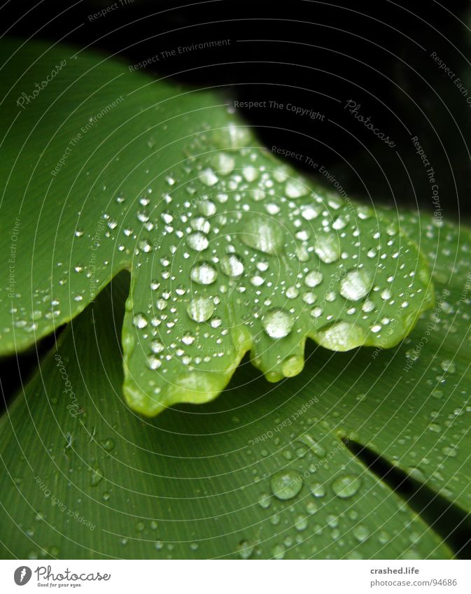 raindrops Wet Black Green Leaf Damp Dark green Striped Clarity Plant Salad leaf Drops of water Rain Exterior shot Macro (Extreme close-up) Near Close-up Water