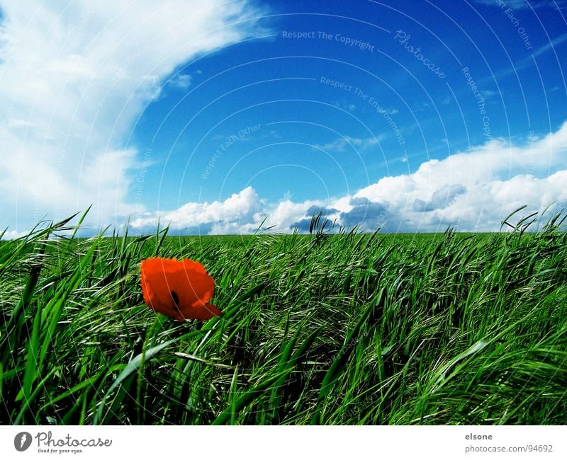 field Green Clouds Hurricane Sky blue Field Wheatfield Poppy Blossom Red Feed Riesa Dresden Beautiful Spring Blue Colour optical center Grain Nutrition Nature