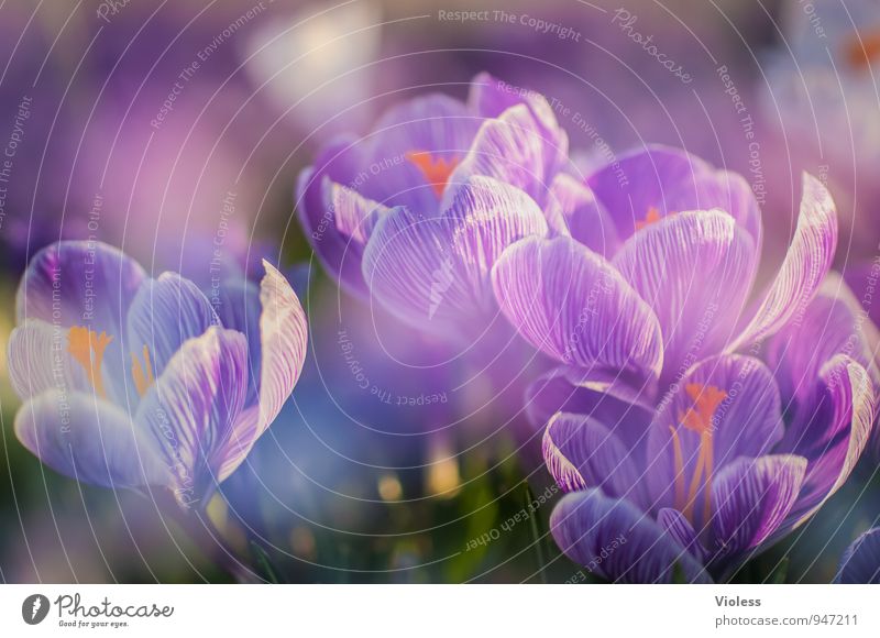 last year same time Nature Plant Spring Blossom Blossoming Fresh Beautiful Violet Happiness Joie de vivre (Vitality) Spring fever Beginning Crocus Pistil