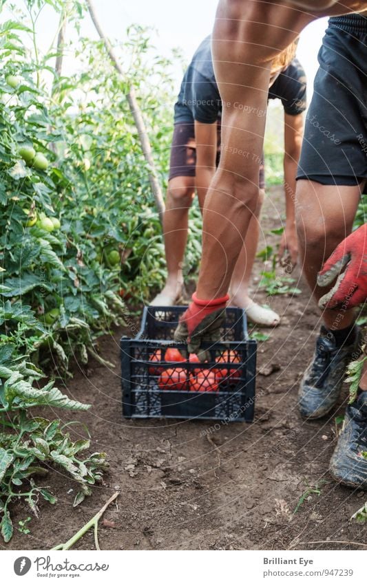 Harvest workers pull harvest box after themselves Vegetable Fruit Work and employment Gardening Agriculture Forestry Human being Masculine Young man