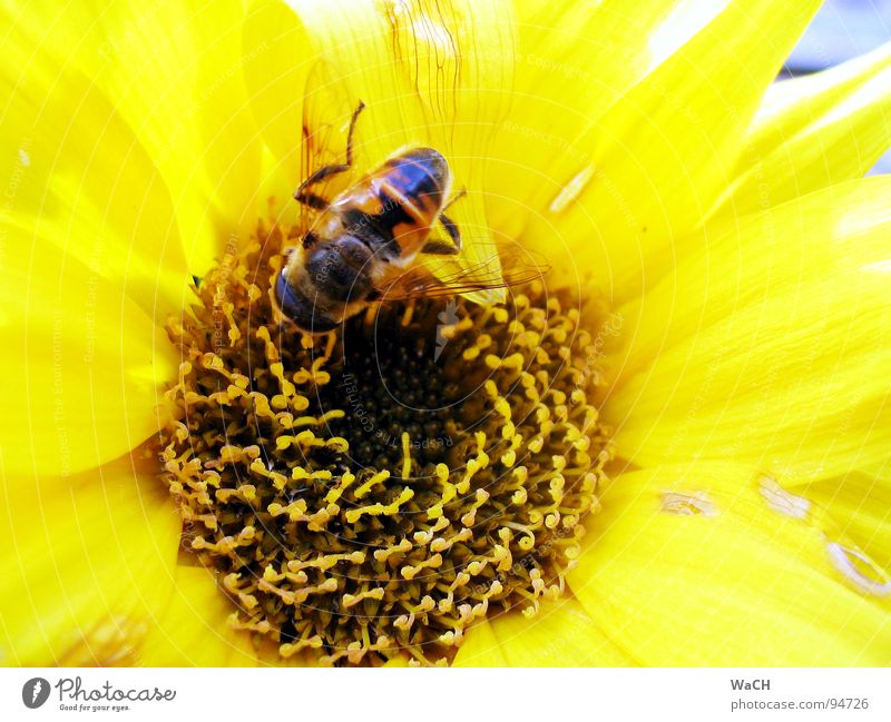 And this bee, which I mean is called ... Bee Flower Yellow Sprinkle Pollen Maya Vanilla sex Summer sunny yellow Lighting bee flight pollination