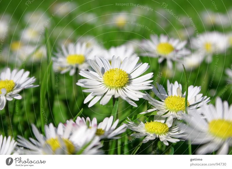 fresh, fresher, spring Daisy Multiple Fresh Yellow Green White Spring Meadow Flower Hope Beautiful Many Germany Nature Macro (Extreme close-up)