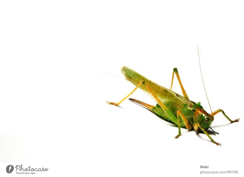 jump House cricket Insect Green Animal Disgust Monster Macro (Extreme close-up) Close-up Summer hay humps Locust grasshopper whiteground unwanted visitor Noble