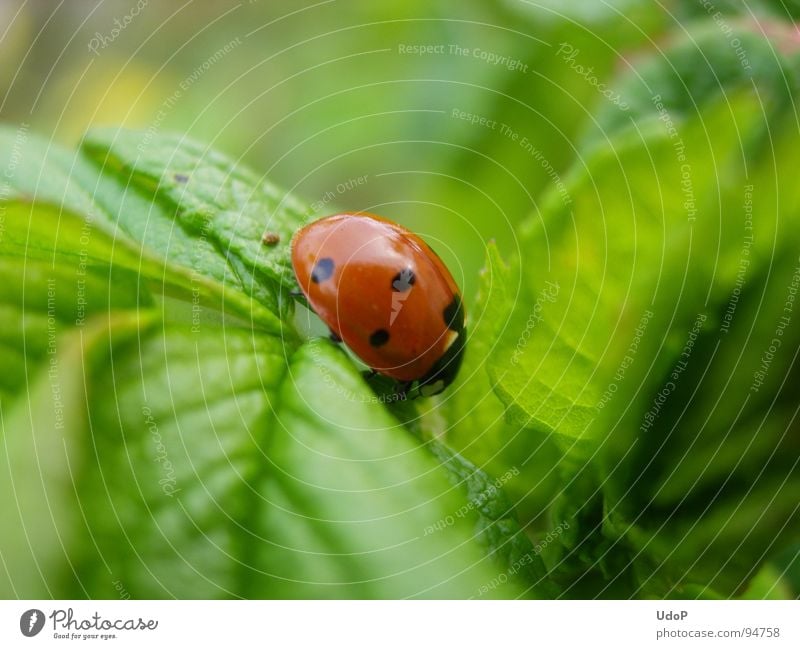 phylloxera Red Black Green Ladybird Greenfly Spring Macro (Extreme close-up) Close-up Point Beetle