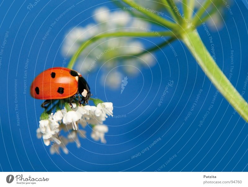 And he's real, isn't he? Ladybird Insect Red Summer Spring Flower White Meadow Grass Blade of grass Macro (Extreme close-up) Close-up Beetle Sky Blue