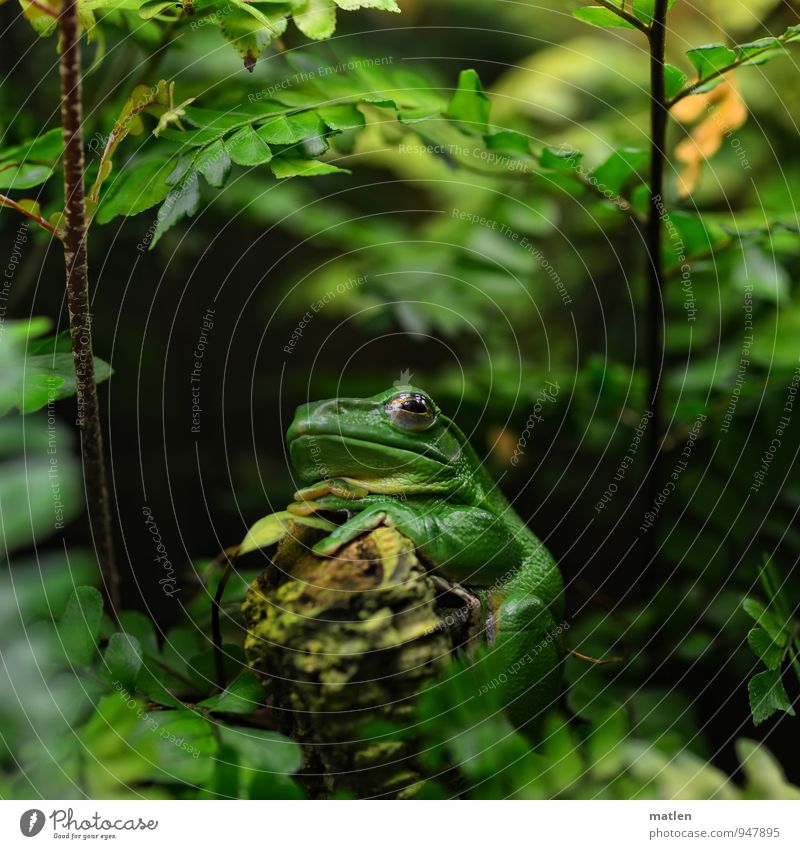 temporise Plant Tree Moss Animal Frog 1 Sit Brown Green Wait hand wrinkles Colour photo Close-up Macro (Extreme close-up) Deserted Looking into the camera