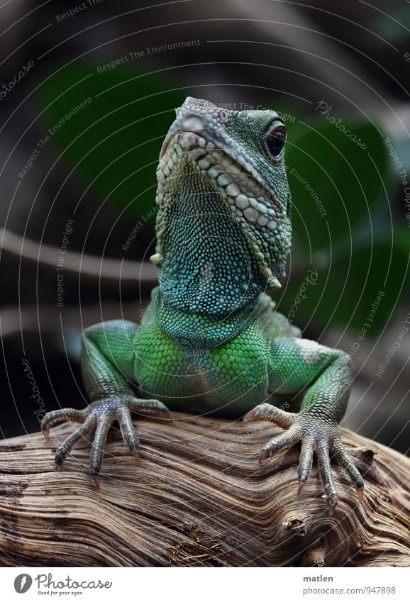 beautiful hands Animal Animal face Scales Claw Paw 1 Wood Blue Brown Green Rest on Self-confident Saurians Colour photo Subdued colour Deserted Copy Space top