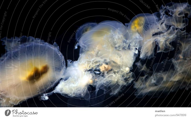 the caravan moves on Animal Jellyfish Flock Swimming & Bathing Yellow Gray Black White Colour photo Subdued colour Underwater photo