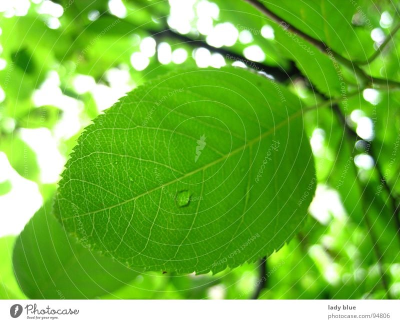 pure nature Green Tree Bushes Bright Forest Environment Rachis Wet Damp Dew Rain White Summer Garden Park Nature Branch Sun white and green