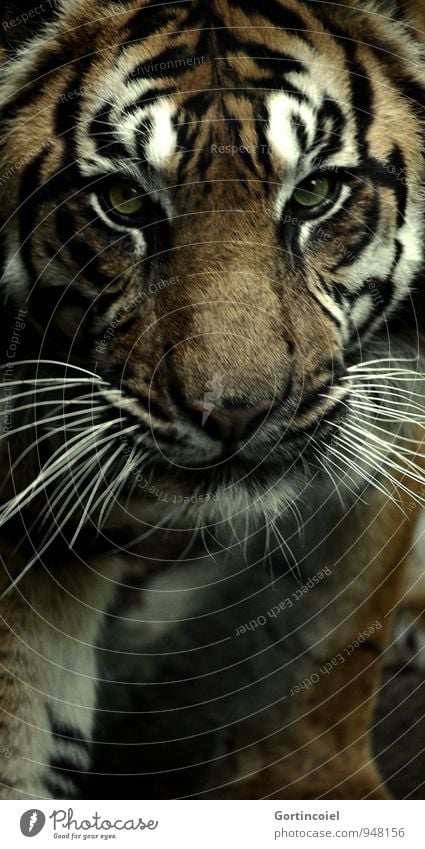 700 strips Animal Wild animal Animal face Pelt Zoo 1 Exotic Strong Dangerous Tiger Sumatran Stripe Striped Land-based carnivore Big cat Colour photo