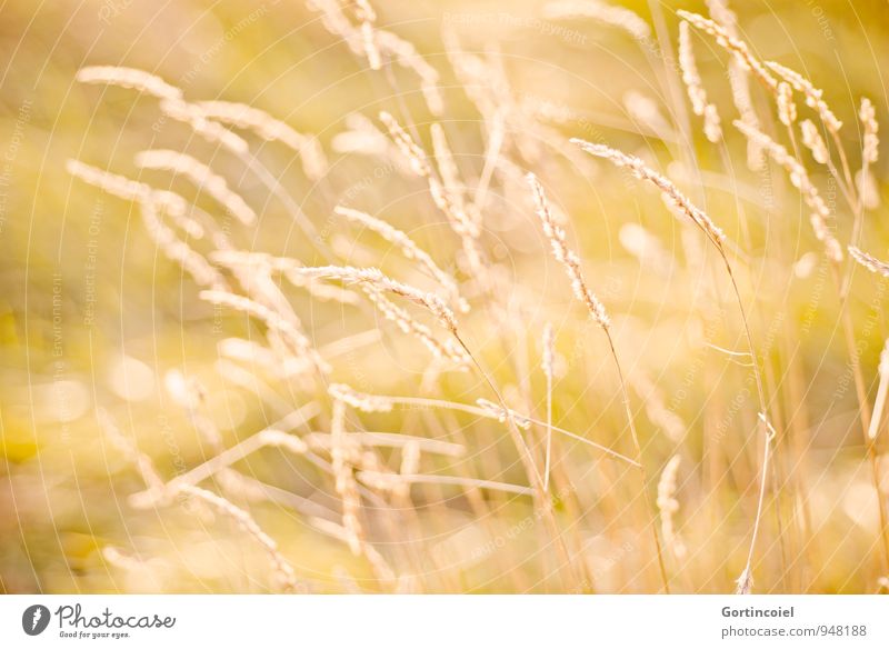 sungrass Environment Nature Summer Grass Meadow Warmth Yellow Gold Golden yellow Grass blossom Colour photo Exterior shot Day Light Sunlight