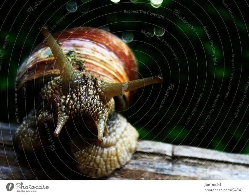 escargot Vineyard snail Soft Sweet Disgust Slimy Slowly Green Brown Fresh Summer Autumn Animal Curiosity Interesting Feeler Love of nature Speed Crawl