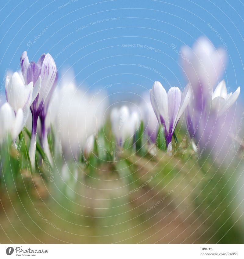 Budding II Crocus Flower Meadow Blossom Spring Alpine pasture Assembly Fresh Motive Mountain meadow Wake up Jump Pasture motif grassland