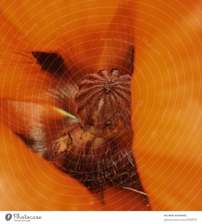 from the viewpoint of a nostril. Poppy Flower Beautiful Red Brown Hippie Brownish Force Summer Macro (Extreme close-up) Close-up Orange Fragrance Odor