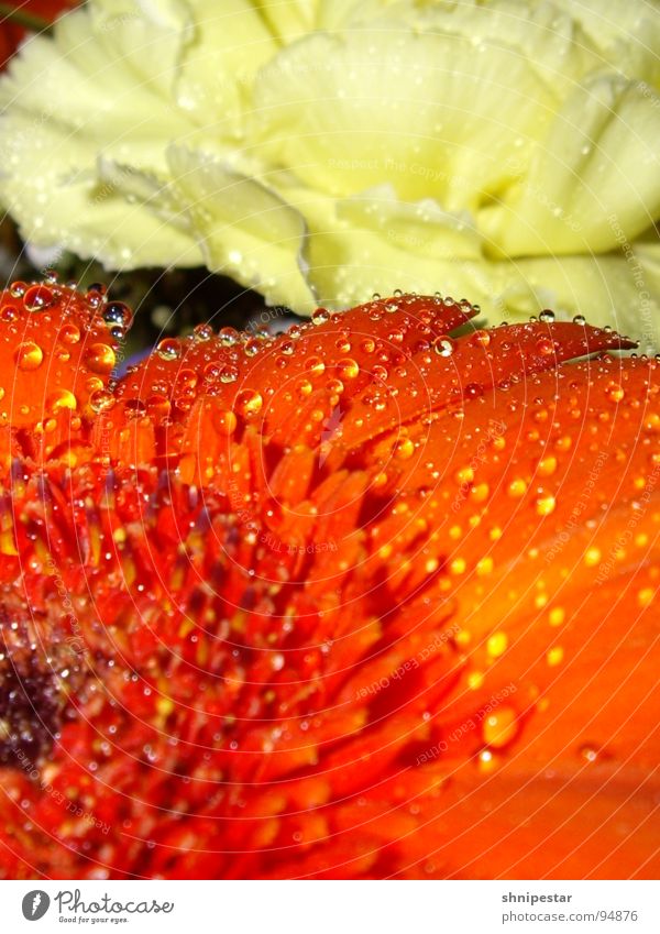 Flowers and such Blossom Red Yellow Pastel tone Macro (Extreme close-up) Close-up Orange Water drip droplet Clarity Detail Waterproof Sphere