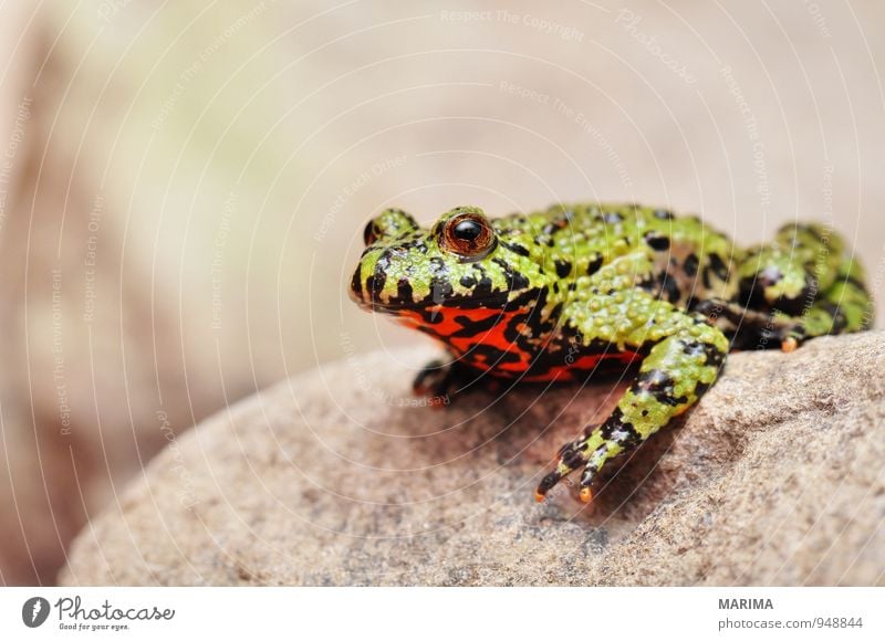 Firebellied Toad sitting on a stone Style Nature Animal Water Pond Lake Frog Stone Sit Disgust Wet Gray Green Red Black Amphibian Asia Europe Frogs anuran