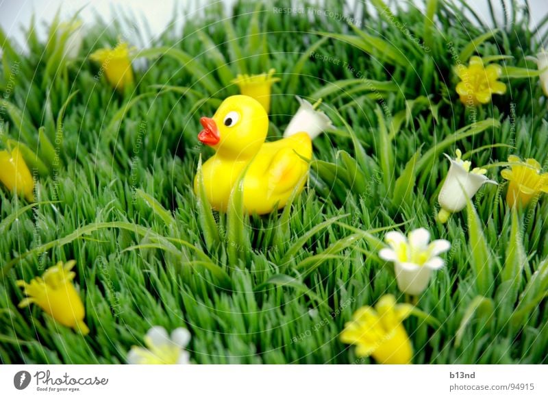 Quietschi on travels Meadow Grass Flower Blossom Squeak duck Beak Green White Yellow Still Life Spring Lawn Duck Plant Statue Plastic Placed Kitsch