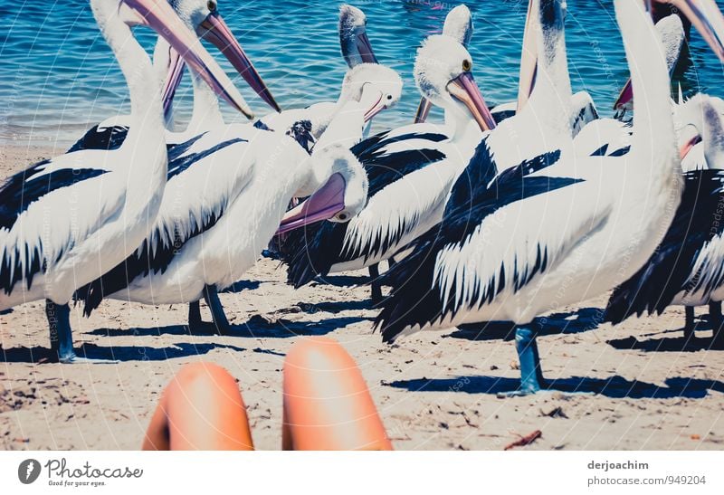 Parade, pelicans on the beach of Labrador, in the foreground in the sand a knee. Queensland / Australia Joy Harmonious Trip Summer Ocean Nature Water