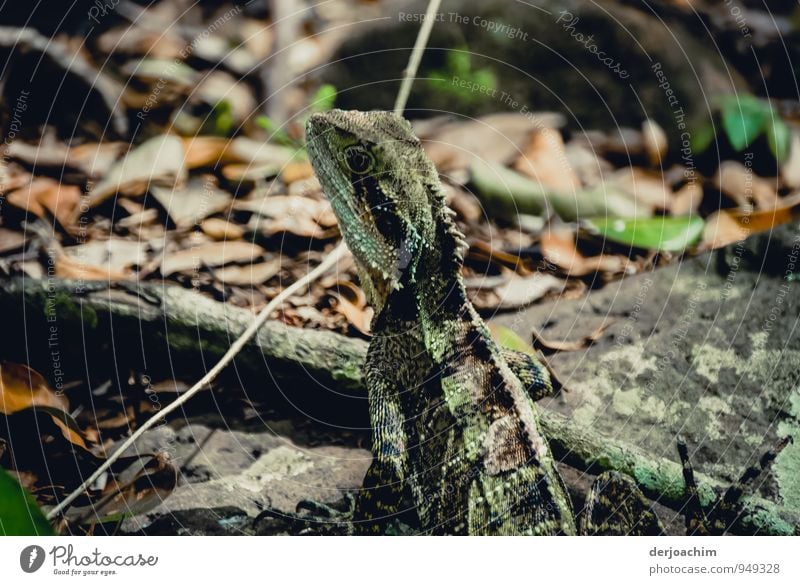 You got something for me?, Green Lizard is looking for a photographer on Fraser Island. Queensland / Australia Exotic Joy Calm Leisure and hobbies Trip