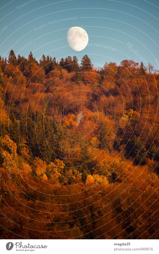 moon egg Nature Landscape Sky Moon Autumn Tree Forest Hill Esthetic Blue Orange White Moody Transience Change Far-off places Universe Time Colour photo