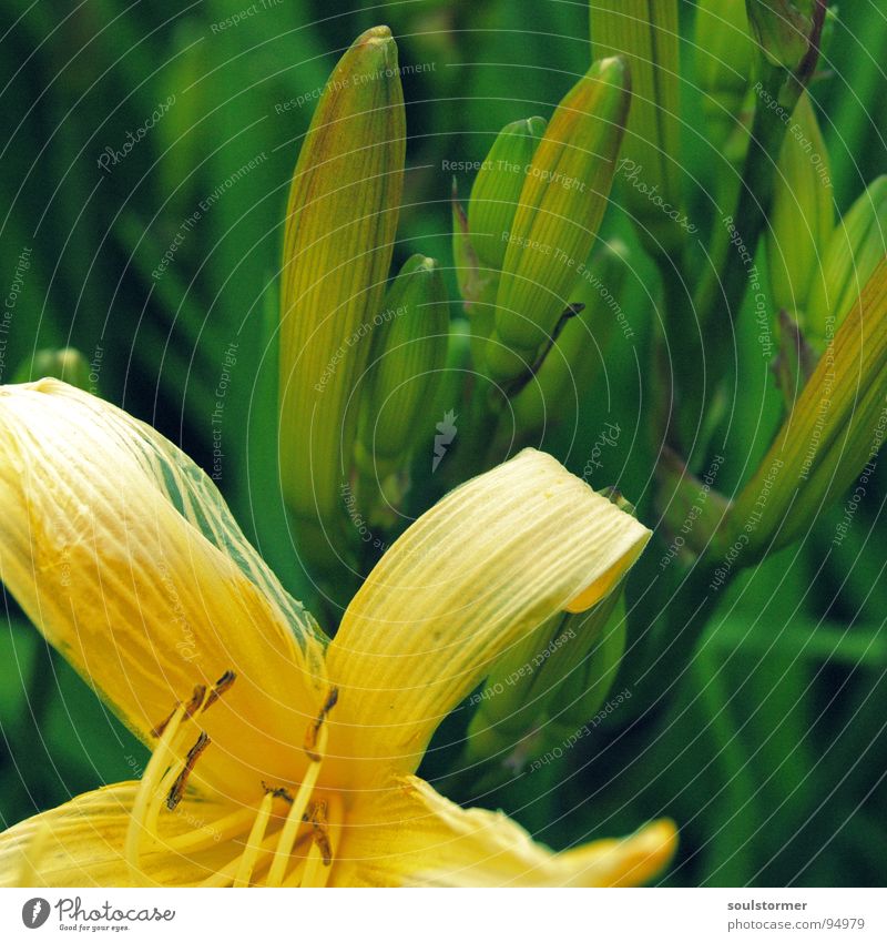 transient Flower Yellow Green Blossom Plant Transience Pollen Resume Macro (Extreme close-up) Close-up blossomed New Old Life Death End Beginning