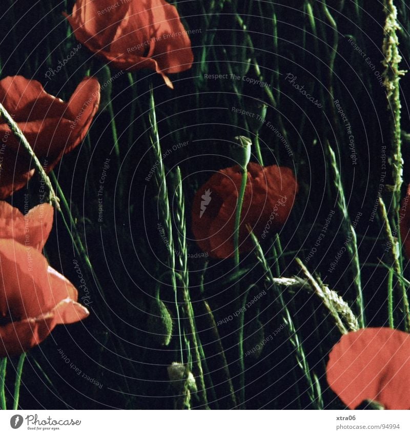 Poppies in a different way Poppy Flower Red Dark Summer Spring Blossom Opium poppy Plant Evening