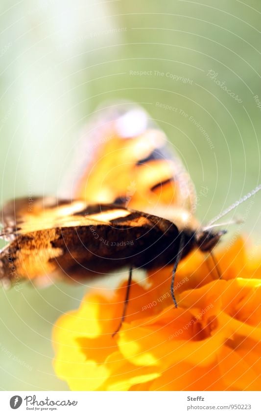 Butterfly with light wing Noble butterfly butterflies Ease Easy colourful wings Shaft of light Mood lighting Flare Pastel tone Illuminating Grand piano Marigold