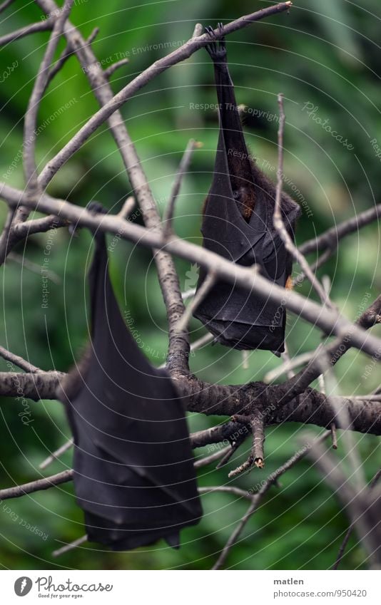 Good Deposited Tree Leaf Wild animal Wing Claw Paw 2 Animal Hang Brown Gray Green Bat Old World fruit bats lazy dog Colour photo Subdued colour Deserted Day