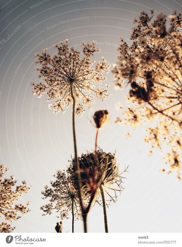 fireworks Environment Nature Plant Cloudless sky Bushes Wild plant Common Yarrow Breathe Blossoming Illuminate Stand Growth Thin Authentic Firm Free Healthy