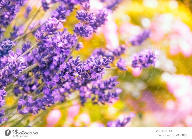 Lavender, background with bokeh Design Summer Nature Plant Autumn Flower Garden Park Retro Yellow Pink lavender Blur Sunbeam Colour photo Multicoloured