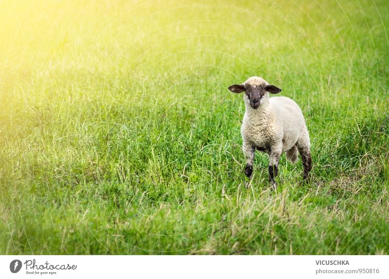 Lamb in the pasture Style Summer Baby Nature Sunlight Spring Autumn Meadow Field Animal Pet Farm animal 1 Sheep Pasture Grass Face Black Ear Green Colour photo