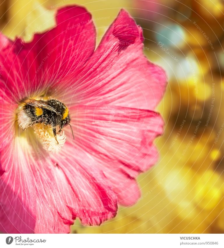 Bumblebee collects pollen in red flower Lifestyle Style Leisure and hobbies Summer Garden Nature Plant Animal Sunlight Spring Autumn Beautiful weather Flower