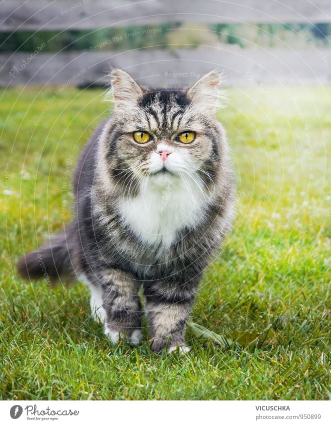 old cat in the garden on the grass Lifestyle Leisure and hobbies Summer Garden Nature Autumn Park Animal Cat 1 Yellow Free-roaming Grass Old To go for a walk