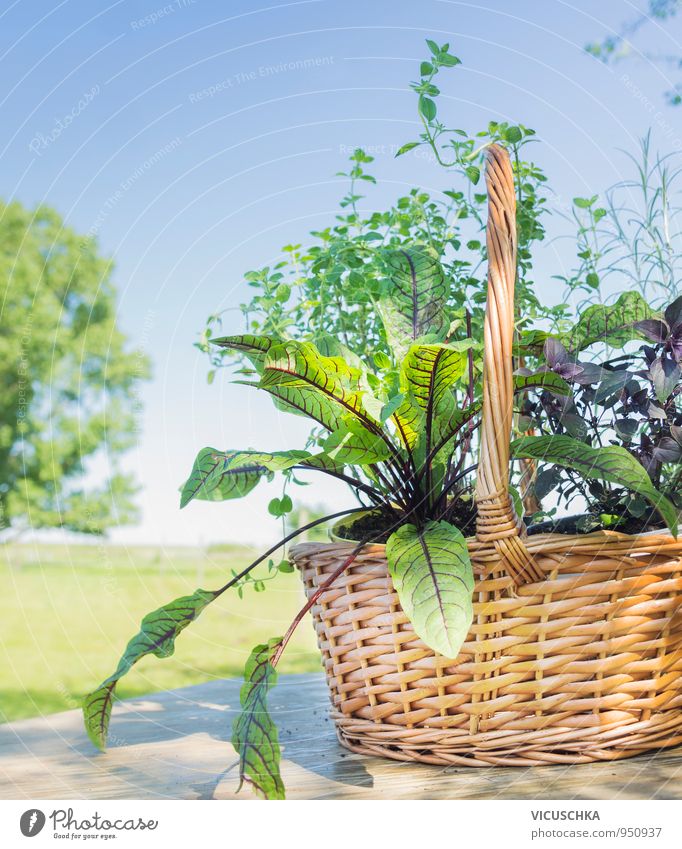 Basket with herbs on wooden table in summer garden Food Herbs and spices Lifestyle Design Healthy Eating Leisure and hobbies Summer Garden Decoration Nature