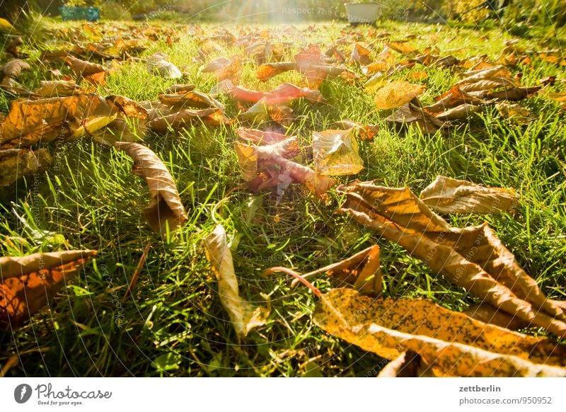 Autumn in the garden Garden Garden plot Climate Leaf Autumn leaves Nature October November Weather Sun Light Bright Grass Lawn Meadow Tree Cherry tree