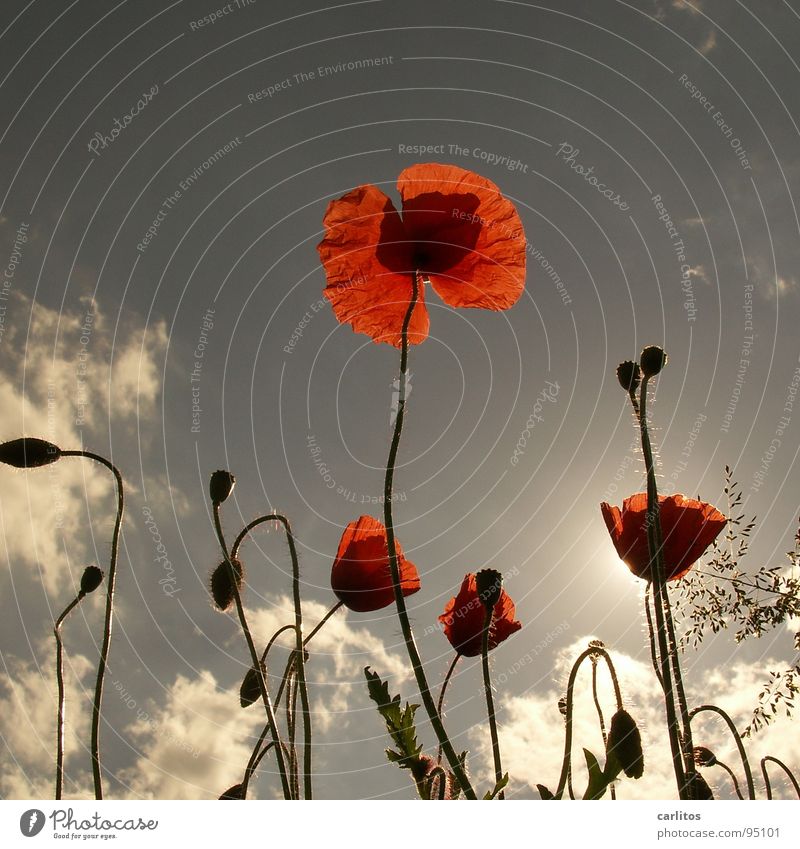 Following the trend Poppy Corn poppy Red Field Meadow Grass Back-light Summer Physics Blossom Spring Celestial bodies and the universe Sun Warmth