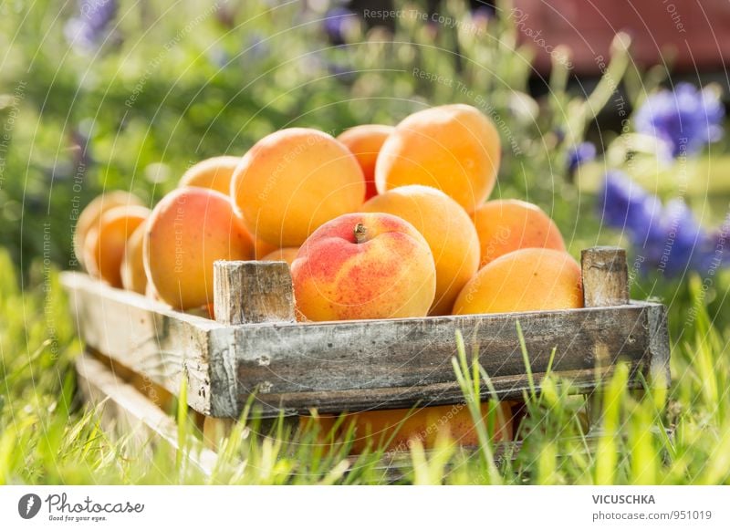 Old wooden box with apricots in the garden Food Fruit Organic produce Vegetarian diet Diet Juice Lifestyle Healthy Eating Summer Garden Nature Yellow Style