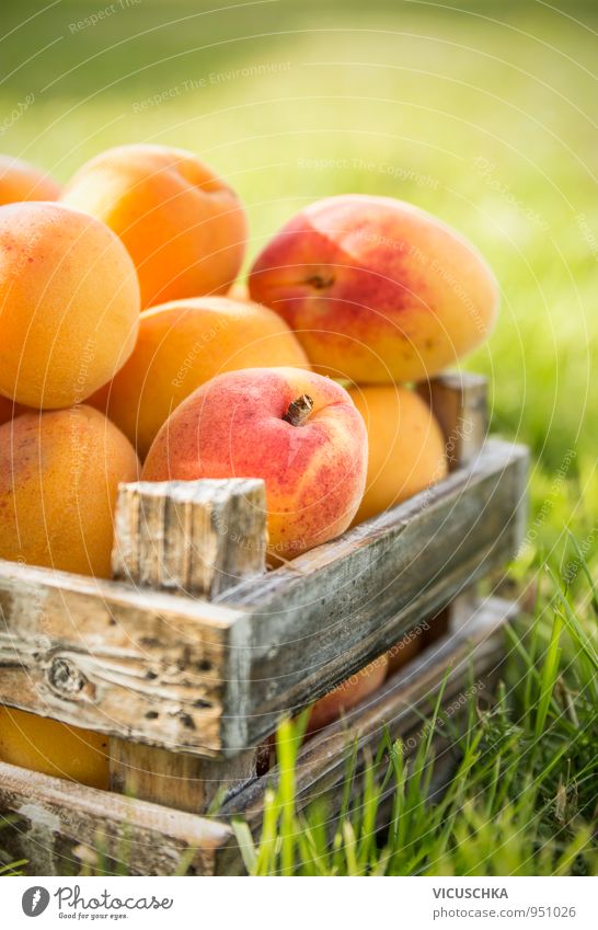 Apricots in old wooden box on the lawn Food Fruit Organic produce Vegetarian diet Diet Juice Lifestyle Summer Nature Yellow Snack Gourmet garden Harvest Crate