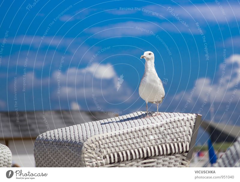 Seagull on white beach chair Lifestyle Vacation & Travel Summer Beach Nature Sky Clouds Spring North Sea Baltic Sea Lake Animal Bird 1 Design Black-headed gull